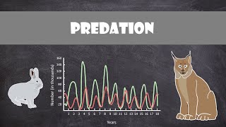 Predation  Animal Behaviour [upl. by Lavern]